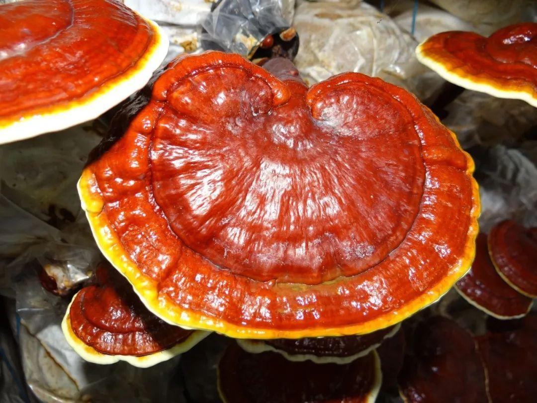 Ganoderma Mushroom Ganoderma Mushroom