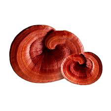 Reishi Mushroom Reishi Mushroom