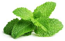 Peppermint Extract Peppermint Extract