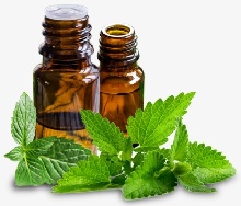Peppermint Extract Peppermint Extract
