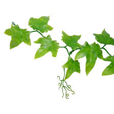 Naturalin ivy extract Naturalin ivy extract