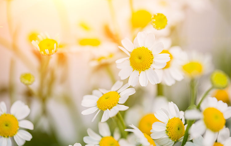 Chamomile Extract