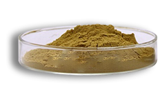 Cactus Extract