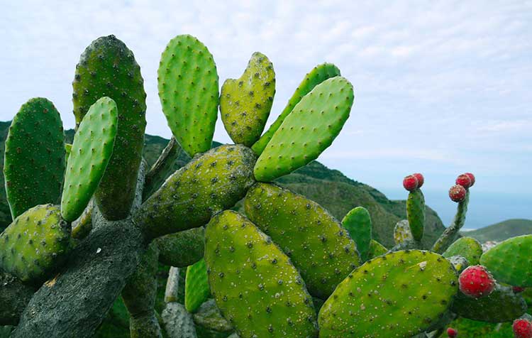 Cactus Extract