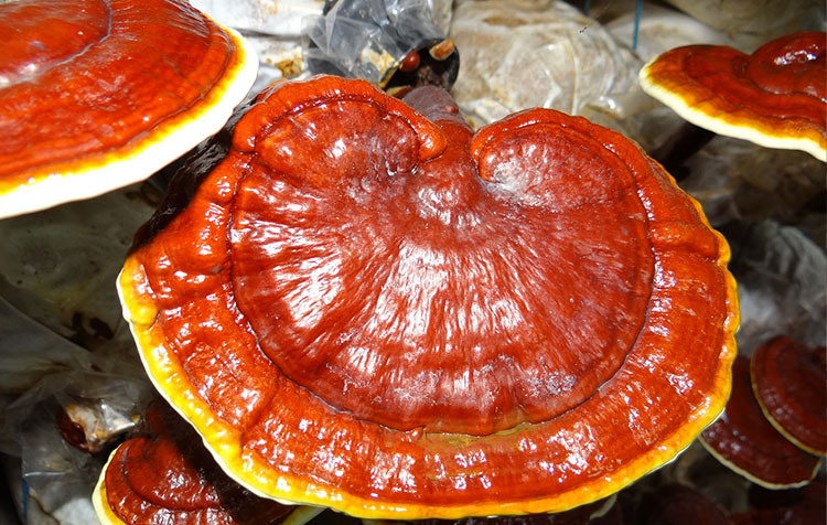 Ganoderma Extract