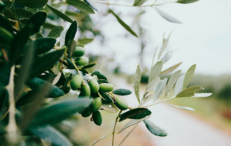 Olive Leaf Extract